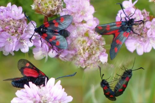 Zygaena trifolii